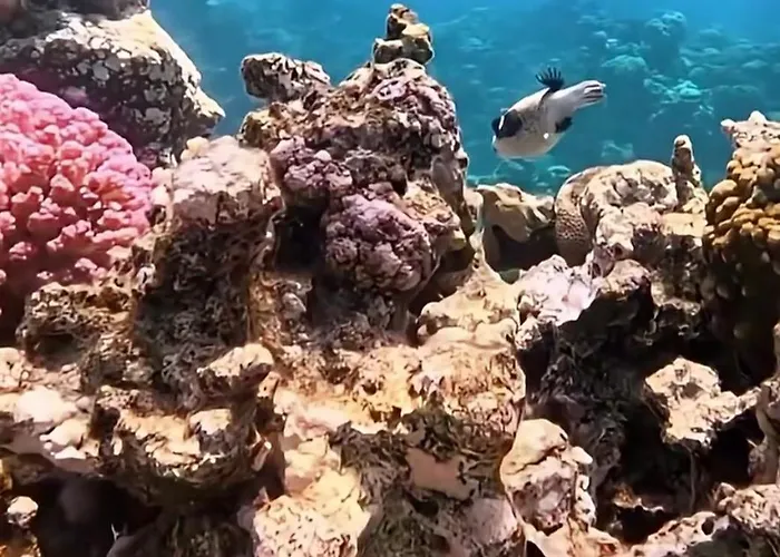 Coral Harem Uno Şarm El-Şeyh