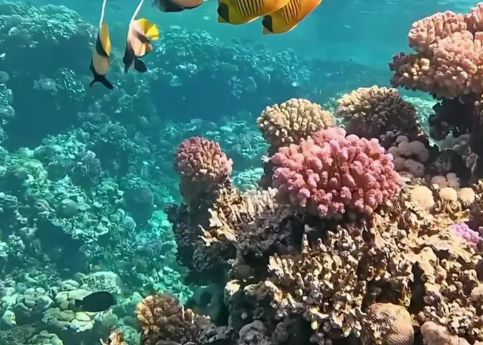Resort Coral Harem Uno *