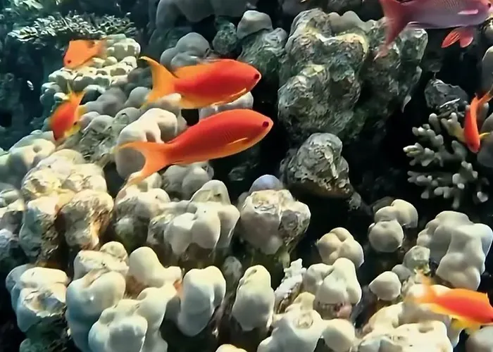 Coral Harem Uno *