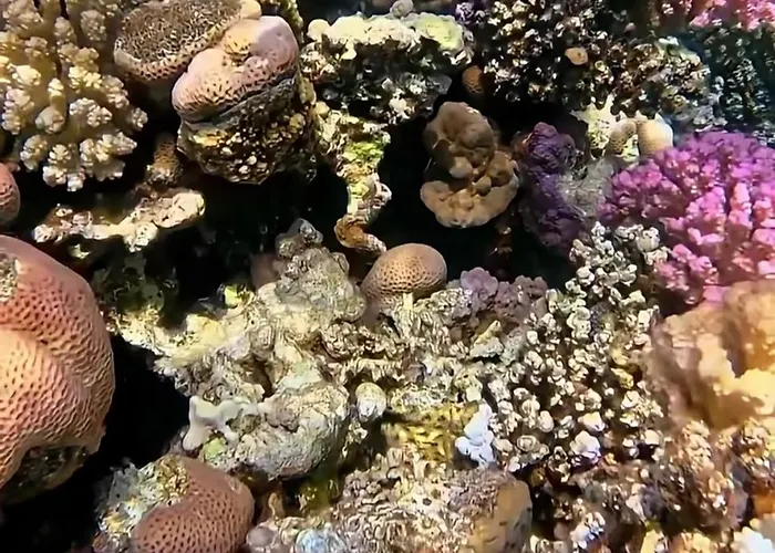 Coral Harem Uno Resort